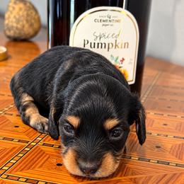 Maple - Black and tan female Dachshund puppy in Salem, Oregon from Longdox Mini Dachshunds