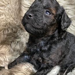 Della - Black and white female Aussiedoodle puppy in Lebanon, Missouri from Cobbs Creek Canines