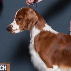Welsh Springer Spaniels from Painted Sky Farms Welsh Springer Spaniels