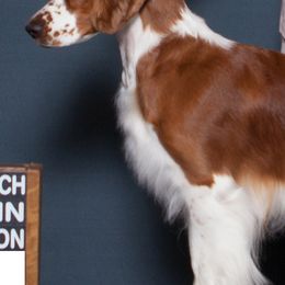 Welsh Springer Spaniels from Painted Sky Farms Welsh Springer Spaniels