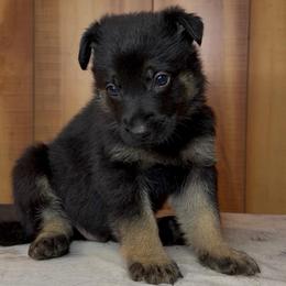 Private - Bi-color male German Shepherd puppy in Beech Grove, Arkansas from Ze Zadnich lesu