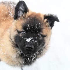 Belgian Tervuren Puppies from Chocorua Working Belgians