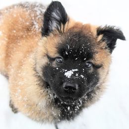Belgian Tervuren Puppies from Chocorua Working Belgians