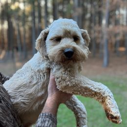 Bentley - Cockapoo