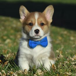 Red Male 1 - Red male Pembroke Welsh Corgi puppy in Kansas City, Missouri from Willow Creek Corgis