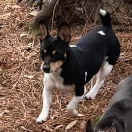 Teddy Roosevelt Terrier puppies from Barnett’s Rambling Terriers