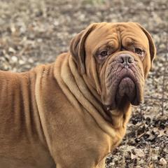 Charlie - Dogue de Bordeaux