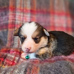 Pine - Black and tan male Pembroke Welsh Corgi puppy in Fortine, Montana from North Star Pembroke Welsh Corgi's