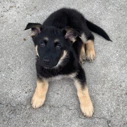 German Shepherd Puppies from Scenic Creek German Shepherds