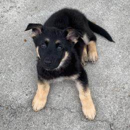 German Shepherd Puppies from Scenic Creek German Shepherds