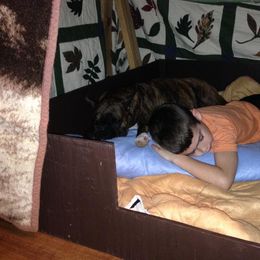 Boxer Puppies from Quinney’s Boxers