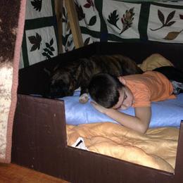 Boxer Puppies from Quinney’s Boxers