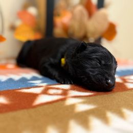 Yellow - Black female German Shepherd puppy in Columbus, Georgia from Blue Phoenix Shepherds