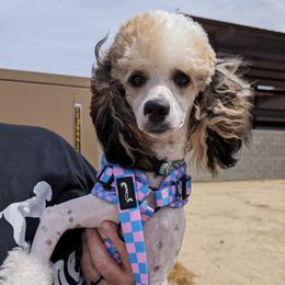 Bentley - Poodle