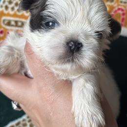 Steele - Blue male Shih Tzu puppy in Lakeland, Florida from Sunshine Shih Tzus