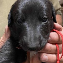 Red collar - Black female Greyhound puppy in Alamogordo, New Mexico from Trapple's Custom K-9's