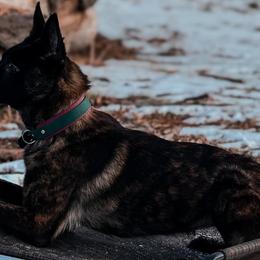 Dutch Shepherds from End Times K9