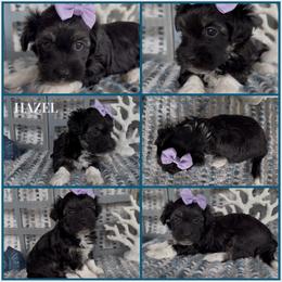 Hazel - AKC - Black and white female Havanese puppy in Verden, Oklahoma from Holcombs Puppy Ranch