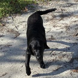 Labrador Retriever Puppies from A. Hansen Labradors