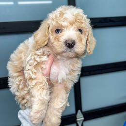 Aussiedoodle and Goldendoodle Puppies from Cosby Ranch Doodles
