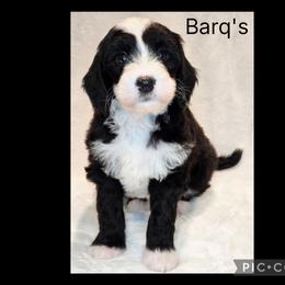 Barg's - Black and white female Sheepadoodle puppy in Roseburg, Oregon from Lookingglass Doodles