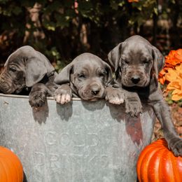 Great Dane Puppies from Tar River Great Danes