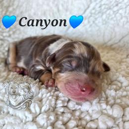 Canyon - Merle male Goldendoodle puppy in Chattanooga, Tennessee from Hilltop Cuddle Pups