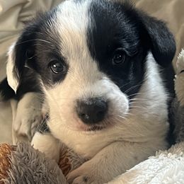 Jonas - Black and white male Cardigan Welsh Corgi puppy in Petersburg, Tennessee from Liberty Valley Farm