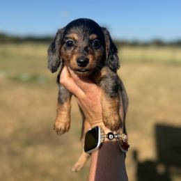 Fancy - Dapple female Dachshund puppy in Durant, Oklahoma from Big Creek Mini Dachshund