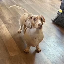 Beau - Piebald male Dachshund puppy in Sterling, Colorado from Country Chics Doxies