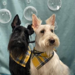 Allister - Scottish Terrier
