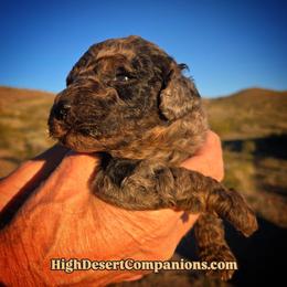 Mr. Brown - Blue merle male Aussiedoodle puppy in Dolan Springs, Arizona from High Desert Companions