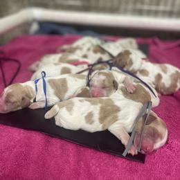 Gopher - Orange and white male Brittany puppy in Downers Grove, Illinois from Attitude Brittanys