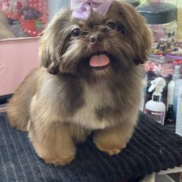 Blair Huxtable - Shih Tzu
