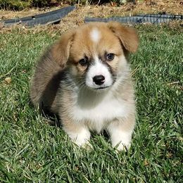 Pembroke Welsh Corgi Puppies from Iron Moss Ranch