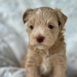 London - Wheaten female Miniature Schnauzer puppy in Independence, Missouri from Crown Schnauzers KC