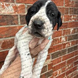 Pluto - Black and white male Great Dane puppy in Granbury, Texas from Anderson Blau’s Great Danes