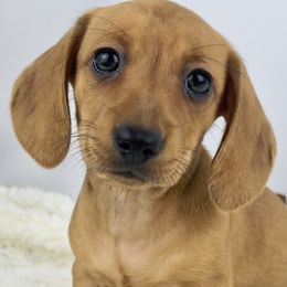 Cookie Butter - Red female Dachshund puppy in Sacramento, California from MiniDoxPups