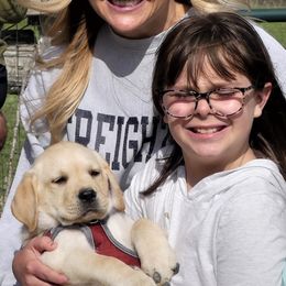 Labrador Retriever Puppies from True Labradors