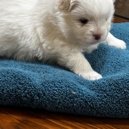 Frost - Cream parti male Pomeranian puppy in Odessa, Texas from Cherry's Poms