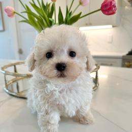 Sunny - Cream female Maltipoo puppy in Wendell, North Carolina from Teddys Teddy Bears