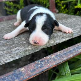 Boy 4 - black and white - Black and white male Border Collie puppy in Minden, Iowa from Rocking N Registered Border Collies & Labradors