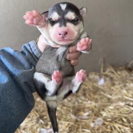 Boy 1 - Black and white male Siberian Husky puppy in Iron River, Wisconsin from Wiemeri Siberians