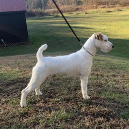 Shiner - Jack Russell Terrier