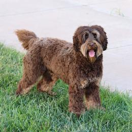Tilly - Australian Labradoodle