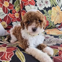 Dew - Parti male Goldendoodle puppy in Fordland, Missouri from K&K's Puppy Kingdom
