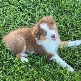 AKC Cany - Red tri-color female Australian Shepherd puppy in Call, Tx, Texas from Stover's Australian Shepherd's, LLC