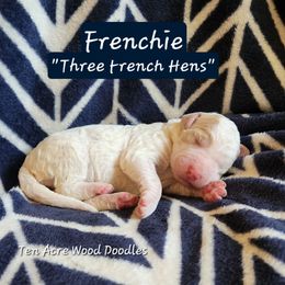 Frenchie - Yellow and white female Bernedoodle puppy in Pollock Pines, California from Ten Acre Wood Doodles