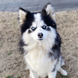 Cruz - Pomsky