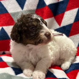 Burgundy collar girl - Phantom female Poodle puppy in Huntsville, Alabama from Flint River Poodles